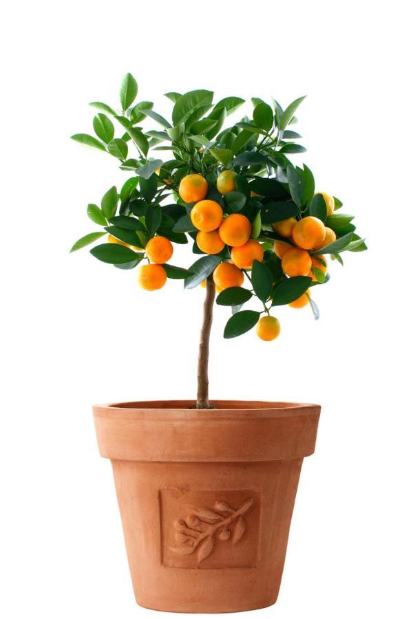 Orange Tree Garden Apartment Trogir Bagian luar foto
